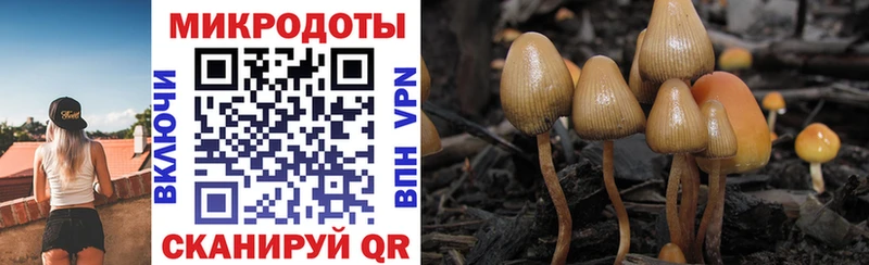 Псилоцибиновые грибы мицелий  Приморск 